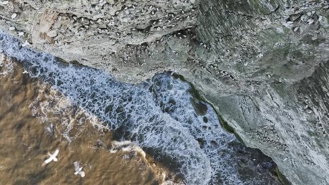 Seabird Colony on Bempton Cliffs from a drone, Yorkshire, England