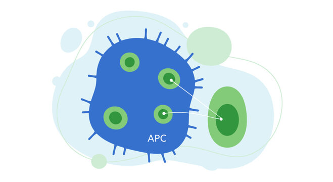 Antigen-presenting cell (APC) interacting with a T cell, immune system concept