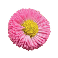 Bellis perennis pom-pom daisy, English daisy, or common daisy, features delicate pink layered petals and a vivid yellow center, isolated on a white background for botanical design. © Bediha Duru Öksüz