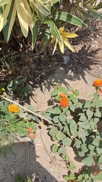 Video of a Syzygium cumin flower in one of the gardens in Sheikh Zayed City, Giza, Egypt. Sunday, May 10, 2026, 11:23:19 PM