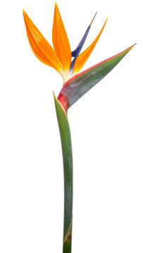 Bird of paradise flower blooming with vibrant colors