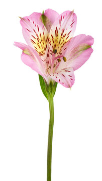 Alstroemeria pink flower blooming with green stem