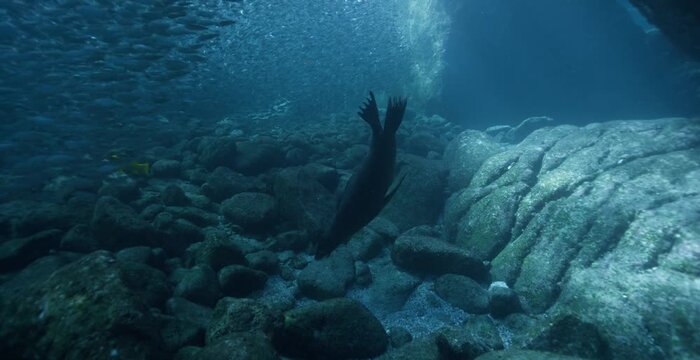 Cuttlefish swimming gracefully over the rocky seabed in clear ocean water