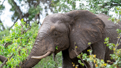 Fototapeta premium Closeup of an African elephant feeding in the bush, Kruger National Park, South Africa