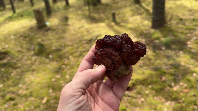 Fresh false morel mushroom in hand after discovery in sunny pine forest. first edible spring mushroom and seasonal forest foraging