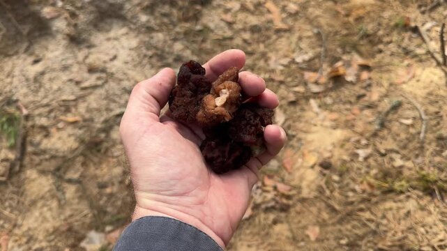 Fresh edible spring mushrooms held by mushroom picker after successful seasonal foraging in pine woodland