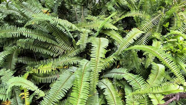 Lush green fern leaves growing in garden