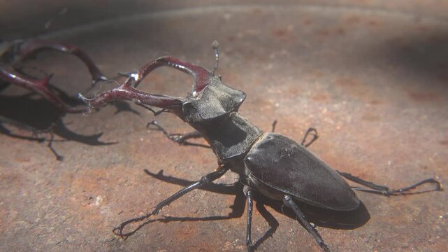 Dominance Fight Between Two Large Lucanus Cervus Beetles