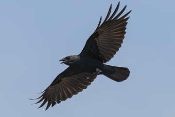 Fototapeta premium Closeup of an American crow in flight.