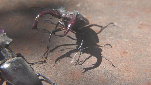 Dominance Fight Between Two Large Lucanus Cervus Beetles