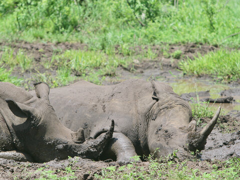 White Rhinoceros Wallowing in Mud at Hluhluwe-iMfolozi Park, South Africa
