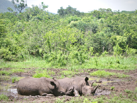 White rhinoceros (Ceratotherium simum) resting and wallowing in mud at Hluhluwe-iMfolozi Park, KwaZulu-Natal, South Africa.