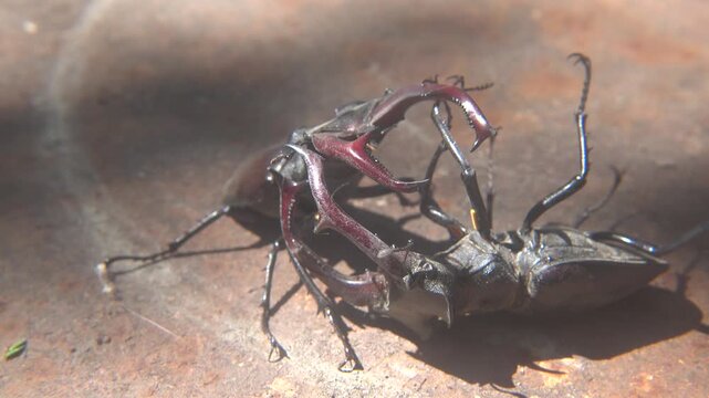 Dominance Fight Between Two Large Lucanus Cervus Beetles