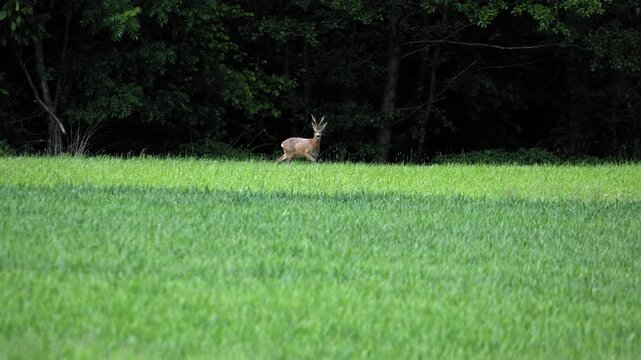 Male Roe Deer Walking and Looking at Camera &ndash; 4K Slow Motion, Roebuck, Steyr