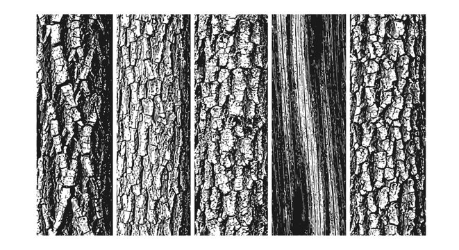 tree bark texture collection featuring diverse wood patterns and natural abstract illustrations for graphic design projects
