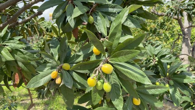 Unripe loquat tree.Yellow ripe fruit. Medlar Garden.