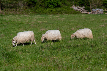 Obraz premium Sheep grazing fresh green grass on a meadow