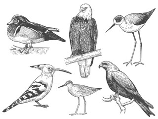 Fototapeta premium etching birds