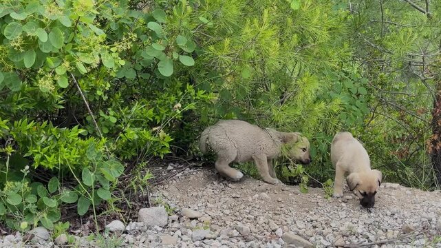 The cheerful and playful moments of the adorable stray puppies in the forest.