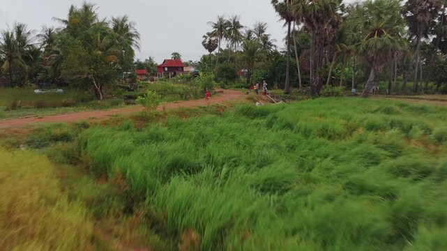 A lush green rice paddy field in Siem Reap, Cambodia, with palm trees dotting the horizon under a cloudy sky. The wind rustles through the tall stalks, showcasing the vibrant agricultural landscape.