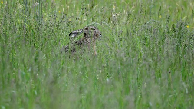 European Hare Hiding in Tall Grass &ndash; Close Up, 4K Slow Motion, Steyr