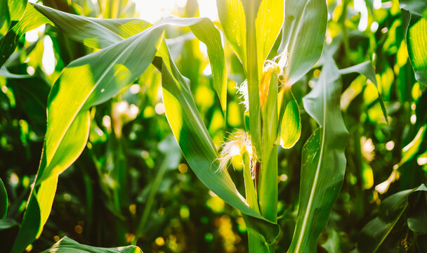 Close-up of young corn plants in a field on a sunny day. Corn plantations under cultivation at sunset. Concept of gardening, agriculture, and ecology.