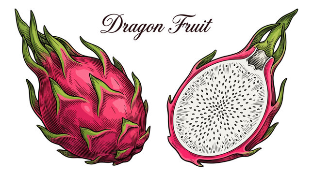 A_detailed_botanical_cross-section_illustration_202605050043 (6).ai