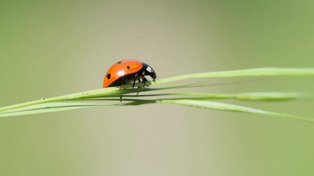 Cinematic slow motion footage of a small ladybug insect moving on fresh grass with soft focus bokeh.
