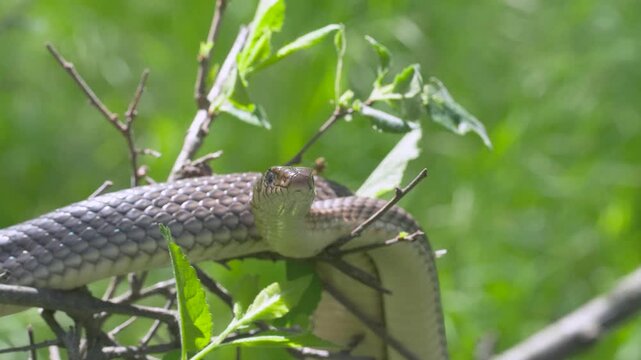 Front view of a European whipsnake resting on branches and staring directly into the camera lens.
