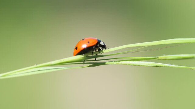 Slow motion macro shot of a ladybug balancing on a blade of grass against a soft green background.
