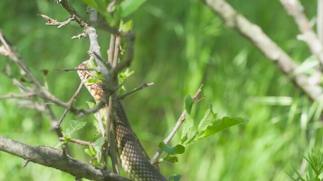Wild European coluber snake moving gracefully through fresh spring foliage in its natural habitat.
