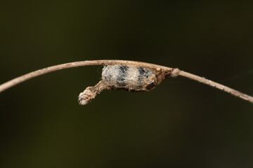 Campopleginae hymenopteran cocoon with exuvia of a parasitized Lepidoptera larva in Mediterranean habitat, Sierra Calderona, Spain. © Sernat