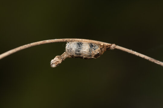 Campopleginae hymenopteran cocoon with exuvia of a parasitized Lepidoptera larva in Mediterranean habitat, Sierra Calderona, Spain.