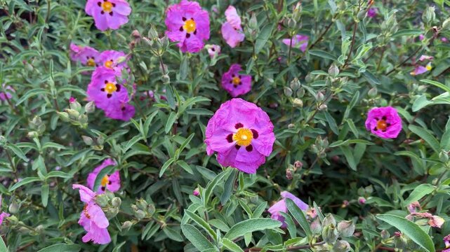 Beautiful orchid rockrose shrub with pink flowers, blowing in a breeze on a spring day.