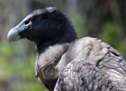 Andean condor Vultur gryphus is a South American bird in the New World vulture family Cathartidae and is the only member of the genus Vultur.