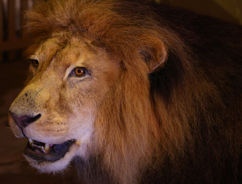 Stuffed lion trophies (or faux taxidermy lion head wall mounts) are highly popular for safari-themed nurseries, children's playrooms, and unique home decor.