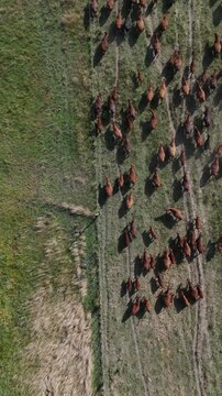Top down drone view of cattle moving between corrals on Argentine ranch