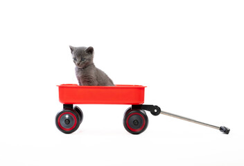 Cute gray kitten in a red wagon on white © Tony Campbell