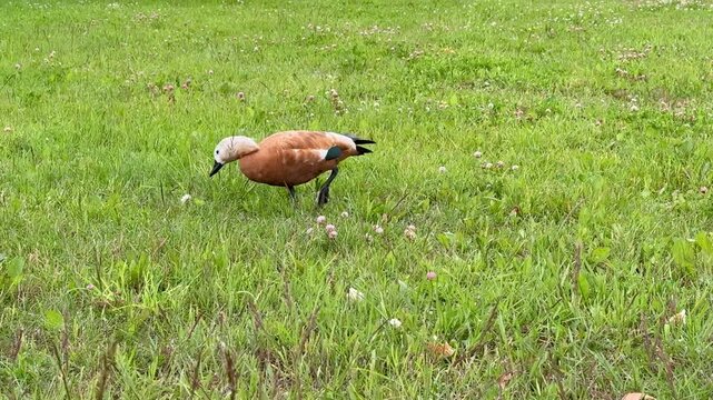 Rudd or red duck, Latin. Tadorna ferruginea, floating on the lake. It is a waterfowl of the duck family, similar to the common one. The bird has orange-brown plumage and a lighter head
