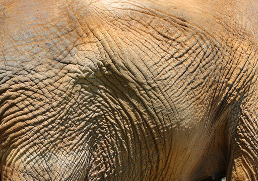 Skin of an African elephants are elephants of the genus Loxodonta. The genus consists of two extant species: the African bush elephant, L. africana, and the smaller African forest elephant,