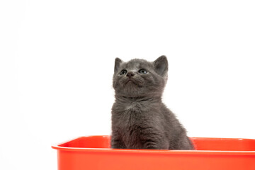 Cute gray kitten in a red wagon on white © Tony Campbell