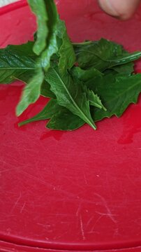 Placing Fresh Green Epazote Leaves on Burgundy Colored Lid