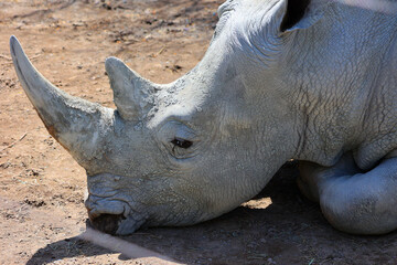 the white rhinoceros or square-lipped rhinoceros is The largest extant species of rhinoceros.  It has a wide mouth used for grazing and is the most social of all rhino species © Daniel Meunier