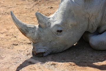 the white rhinoceros or square-lipped rhinoceros is The largest extant species of rhinoceros.  It has a wide mouth used for grazing and is the most social of all rhino species © Daniel Meunier