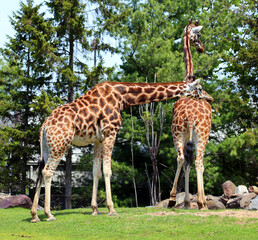 The giraffe (Giraffa camelopardalis) is an African even-toed ungulate mammal, the tallest of all extant land-living animal species, and the largest ruminant. © Daniel Meunier