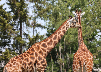 The giraffe (Giraffa camelopardalis) is an African even-toed ungulate mammal, the tallest of all extant land-living animal species, and the largest ruminant. © Daniel Meunier