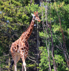 The giraffe (Giraffa camelopardalis) is an African even-toed ungulate mammal, the tallest of all extant land-living animal species, and the largest ruminant. © Daniel Meunier
