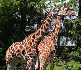 The giraffe (Giraffa camelopardalis) is an African even-toed ungulate mammal, the tallest of all extant land-living animal species, and the largest ruminant. © Daniel Meunier