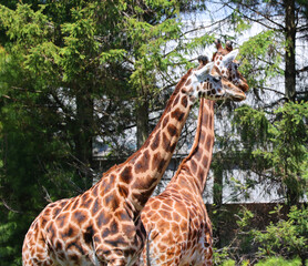 The giraffe (Giraffa camelopardalis) is an African even-toed ungulate mammal, the tallest of all extant land-living animal species, and the largest ruminant. © Daniel Meunier