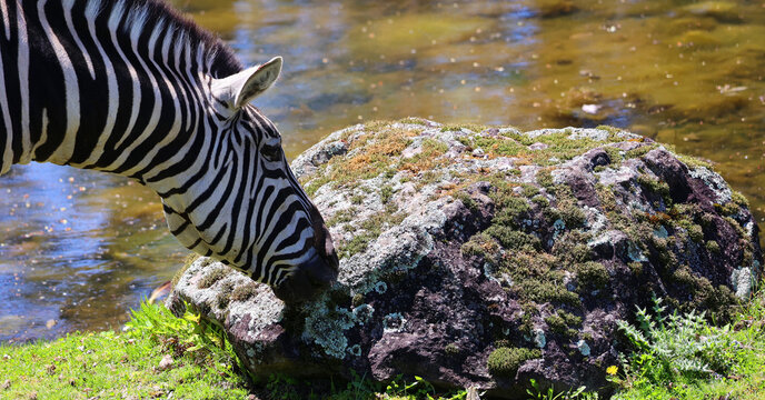 Burchell's zebra is a southern subspecies of the plains zebra. It is named after the British explorer William John Burchell. Common names include bontequagga, Damara zebra and Zululand zebra 